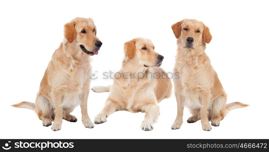Three Golden Retriever dogs breed in isolated studio on white background