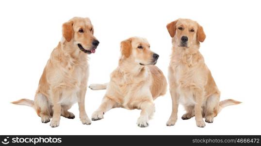 Three Golden Retriever dogs breed in isolated studio on white background