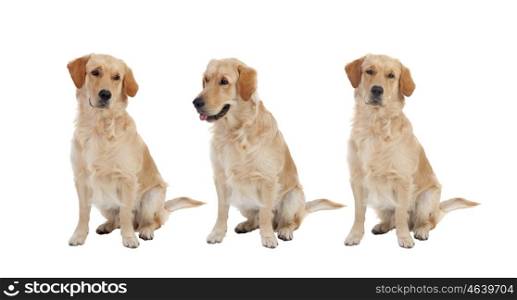 Three Golden Retriever dogs breed isolated on a white background