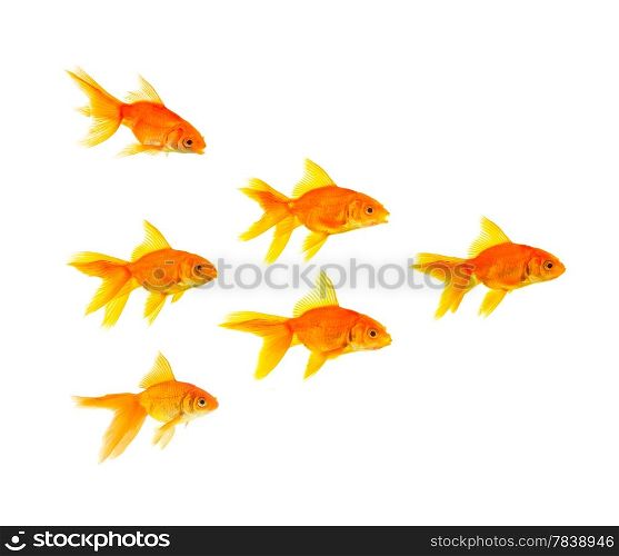 Three goldfishes isolated on a white background