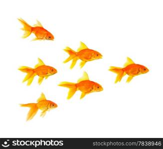 Three goldfishes isolated on a white background