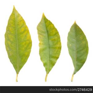 three gorgeous lemon tree leafs isolated on white background