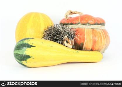 Three gourds and a little hedgehog isolated