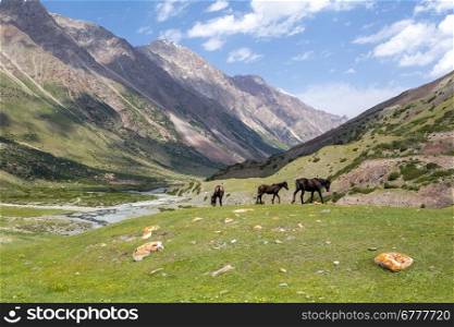 Three grazing brown horses, Tien Shan mountains, Kyrgyzstan
