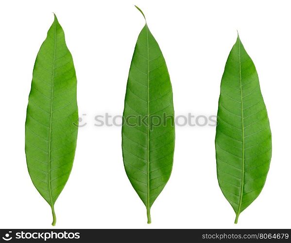three green leaf naturally isolated on white