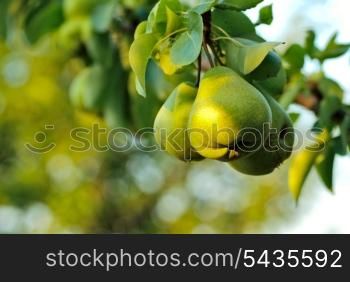 Three green pears with leafs on the branch