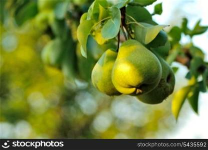 Three green pears with leafs on the branch