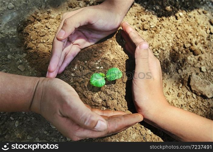 three hand protection and caring small tree on soil. eco environment concept