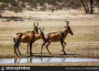 Three Hartebeest standing at waterhole in Kgalagadi transfrontier park, South Africa  specie Alcelaphus buselaphus family of Bovidae. Hartebeest in Kgalagadi transfrontier park, South Africa