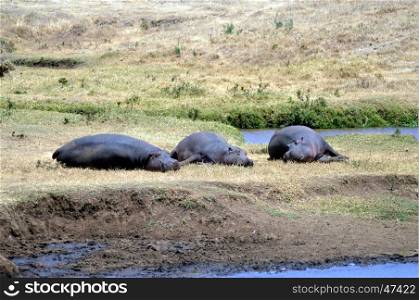Three Hippo napping on the edge of a pond in a park in Tanzania