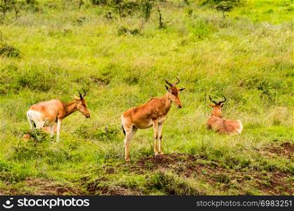 Three hirolas in the savannah of Nairobi park in Kenya in Africa. Three hirolas in the savannah