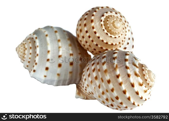 Three hollow conch shells on white background