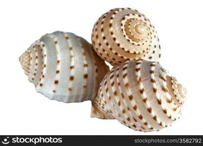 Three hollow conch shells on white background