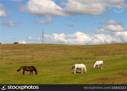 Three horses grazing in a meadow full of green grass