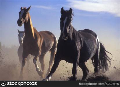 Three horses running on sand