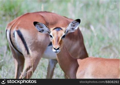Three Impalas in the savanna . Three Impalas in the savanna of East Tsavo Park in Kenya