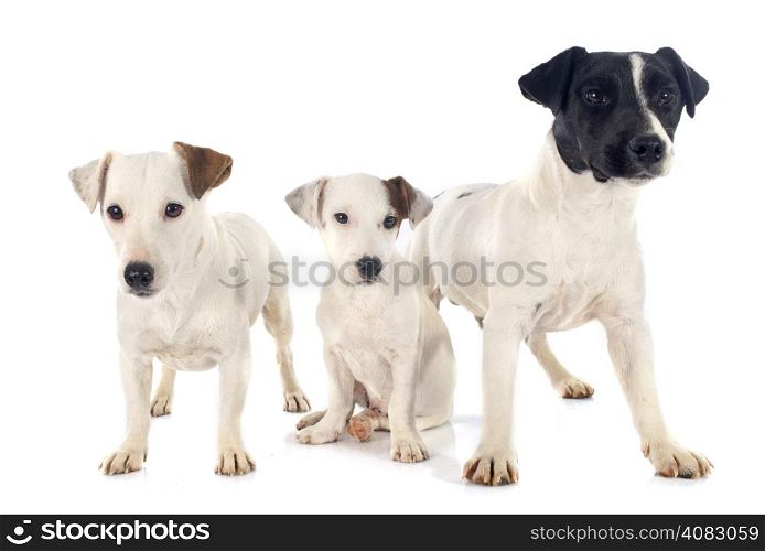 three jack russel terrier in front of white background