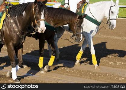 Three jockeys riding horses on a horseracing track