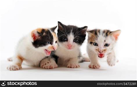 three kitten together on a white background