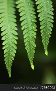 three leaves of a fern with rain drops