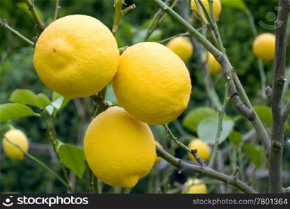 Three lemons on the tree