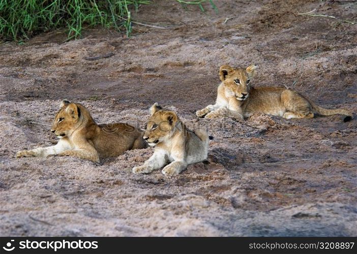 Three lion (Panthera leo) cubs sitting in a forest, Motswari Game Reserve, Timbavati Private Game Reserve, Kruger National Park, Limpopo, South Africa