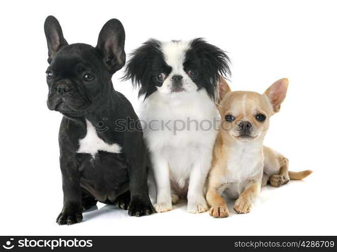 three litle dogs in front of white background