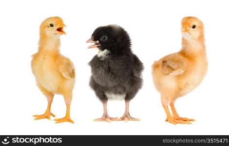Three little chickens of different colors on a over white background