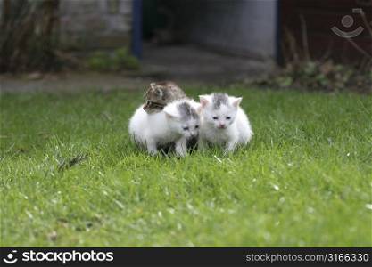 Three little kittens staying close together on the enormous lawn