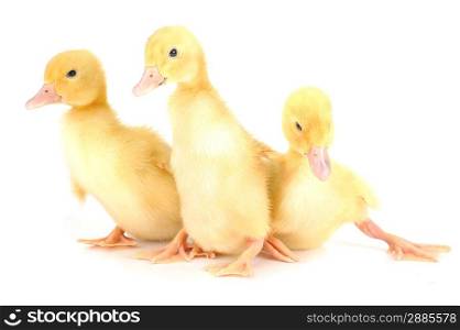 three little yellow fluffy ducklings isolated