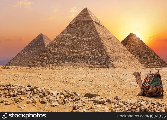 Three main Pyramids of Giza and a camel at sunset, Egypt.. Three main Pyramids of Giza and a camel at sunset, Egypt