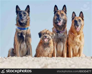 Three Malinois Belgian and Little Pyrenean Shepherd . Three Malinois Belgian and Little Pyrenean Shepherd Posing on the Seashore