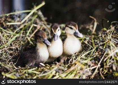 three mallard ducklings grass