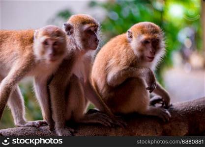 Three monkeys sit on a tree branch in the tropics