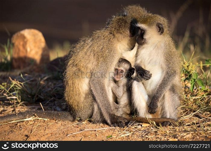 Three monkeys with one baby sit together. Three monkeys with a baby sit together