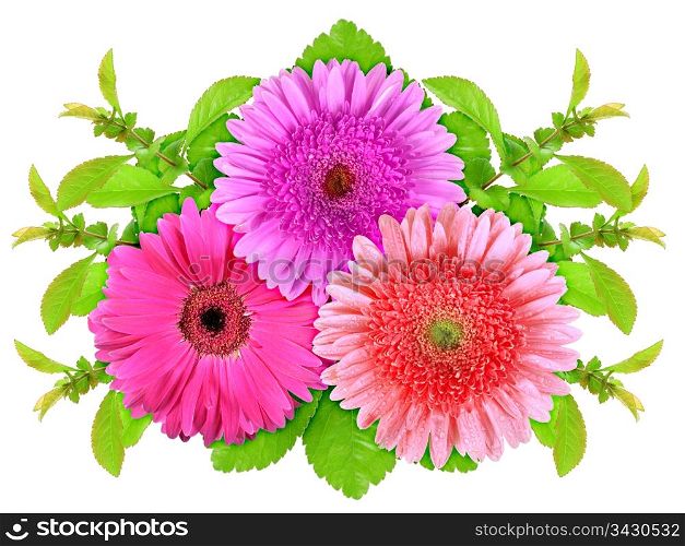 Three motley flowers with green leaf. Nature art ornament template for your design. Isolated on white background. Close-up. Studio photography.