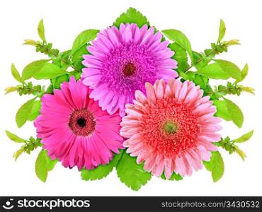 Three motley flowers with green leaf. Nature art ornament template for your design. Isolated on white background. Close-up. Studio photography.