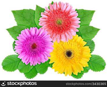 Three motley flowers with green leaf. Nature ornament template for your design. Isolated on white background. Close-up. Studio photography.