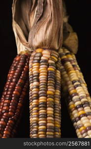 Three multicolored ears of Indian corn.