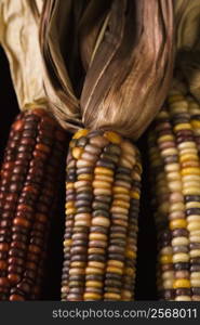 Three multicolored ears of Indian corn.