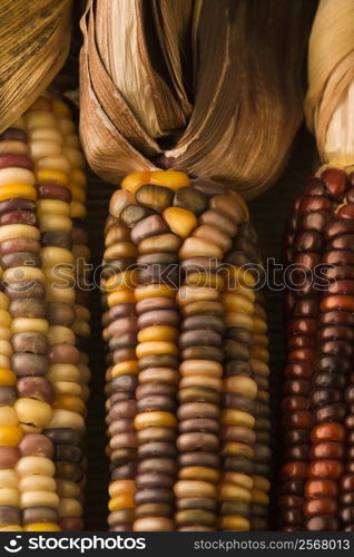 Three multicolored ears of Indian corn.