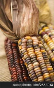 Three multicolored ears of Indian corn.