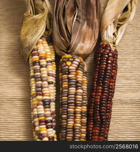 Three multicolored ears of Indian corn.