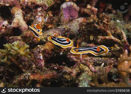 Three Nudibranches swimming underwater, Papua New Guinea