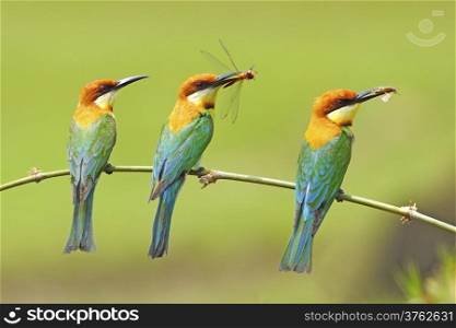 Three of beautiful Chestnut-headed Bee-eater (Merops leschenaulti) with prey on a branch