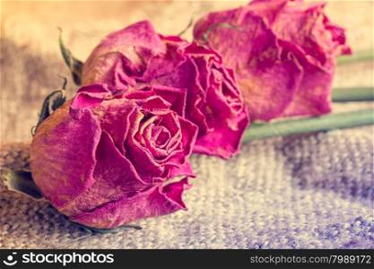 Three old roses on sackcloth background. Vintage style.