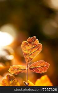 Three orange leaves, on a tree branch, glow in the sunlight of a fall afternoon.. Three Orange Leaves