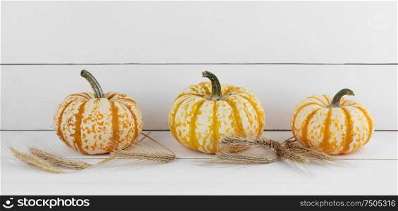 Three orange pumpkins and ears of wheat on white wooden background , Halloween concept. Pumpkins on wooden background