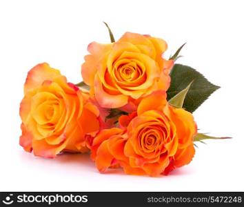 Three orange roses isolated on white background cutout