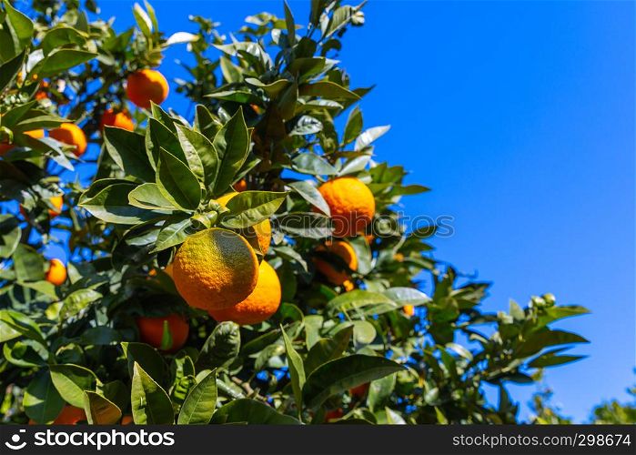 three oranges on the tree in a Sicilian countryside